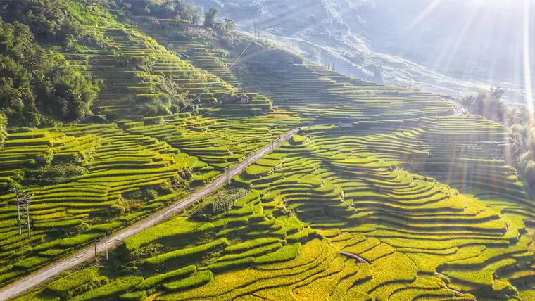 vietnam terraced rice fields